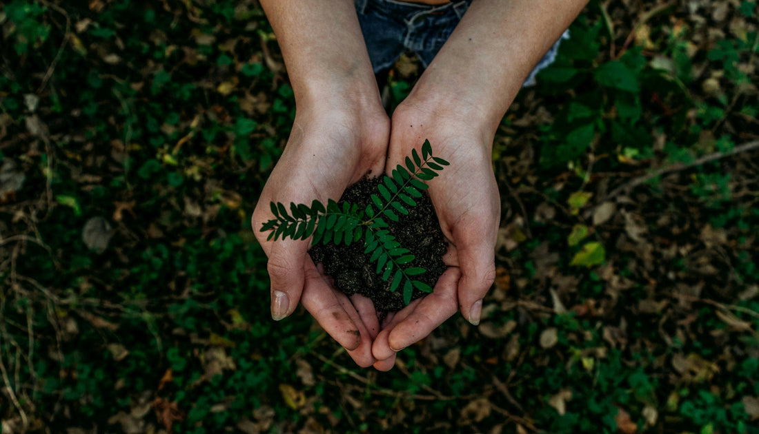 Sustainable Sourcing at Dish Food & Social