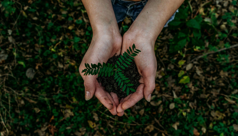 Sustainable Sourcing at Dish Food & Social